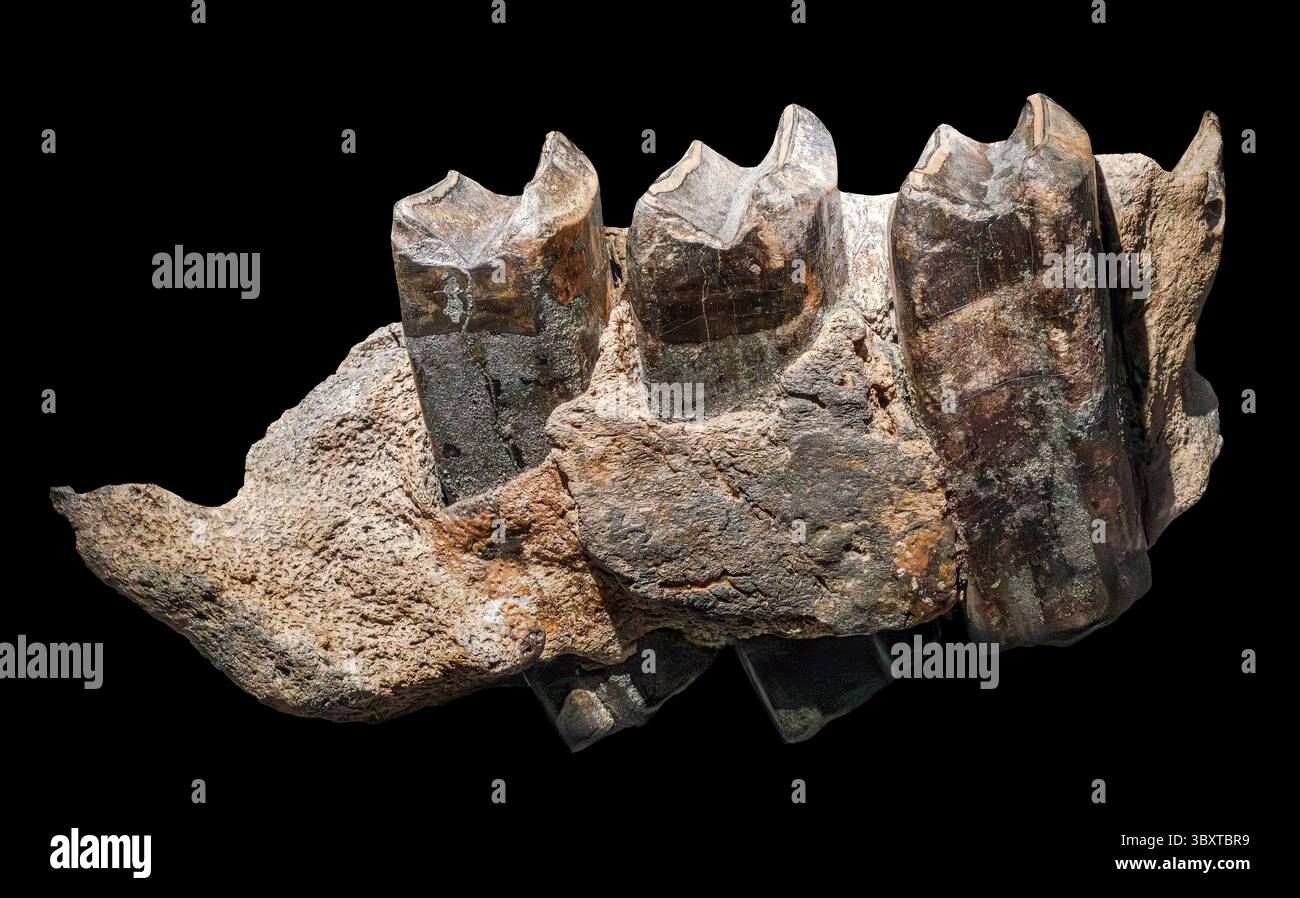 Géant Ground Sloth Jaw Fossil (Eremotherium laurillardi), DeSoto Co., Floride, États-Unis Banque D'Images