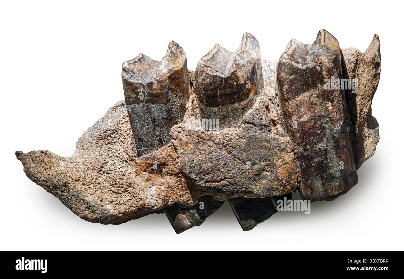 Géant Ground Sloth Jaw Fossil (Eremotherium laurillardi), DeSoto Co., Floride, États-Unis Banque D'Images