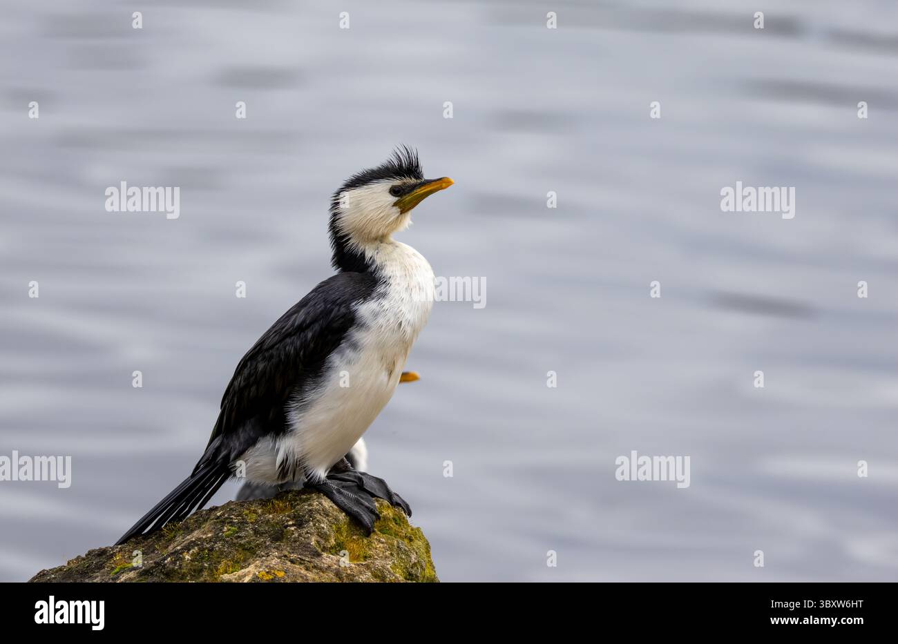 Petit pied Cormorant regardant de l'autre côté de la rivière Cygne à Perth. Banque D'Images