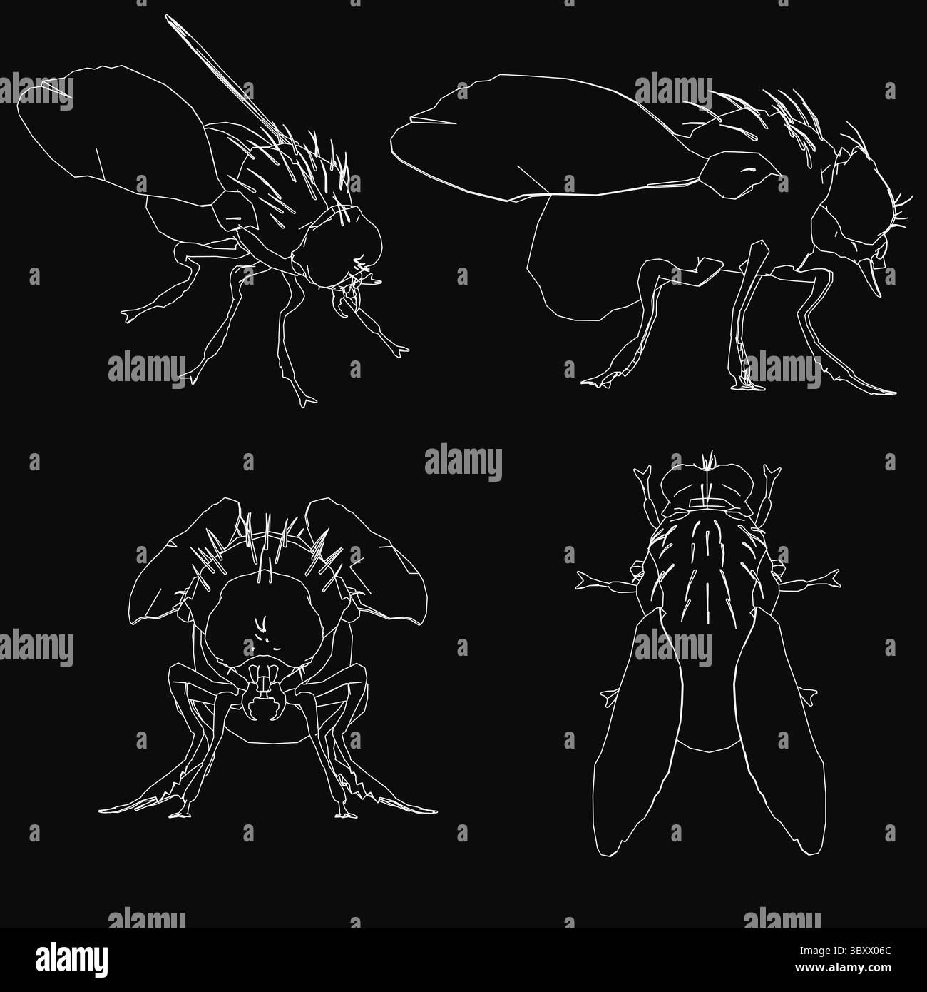 Quatre dessins différents d'une mouche. Les dessins sont tous en noir et blanc. Le premier dessin montre la tête et le corps de la mouche, tandis que les trois autres dessinent Illustration de Vecteur