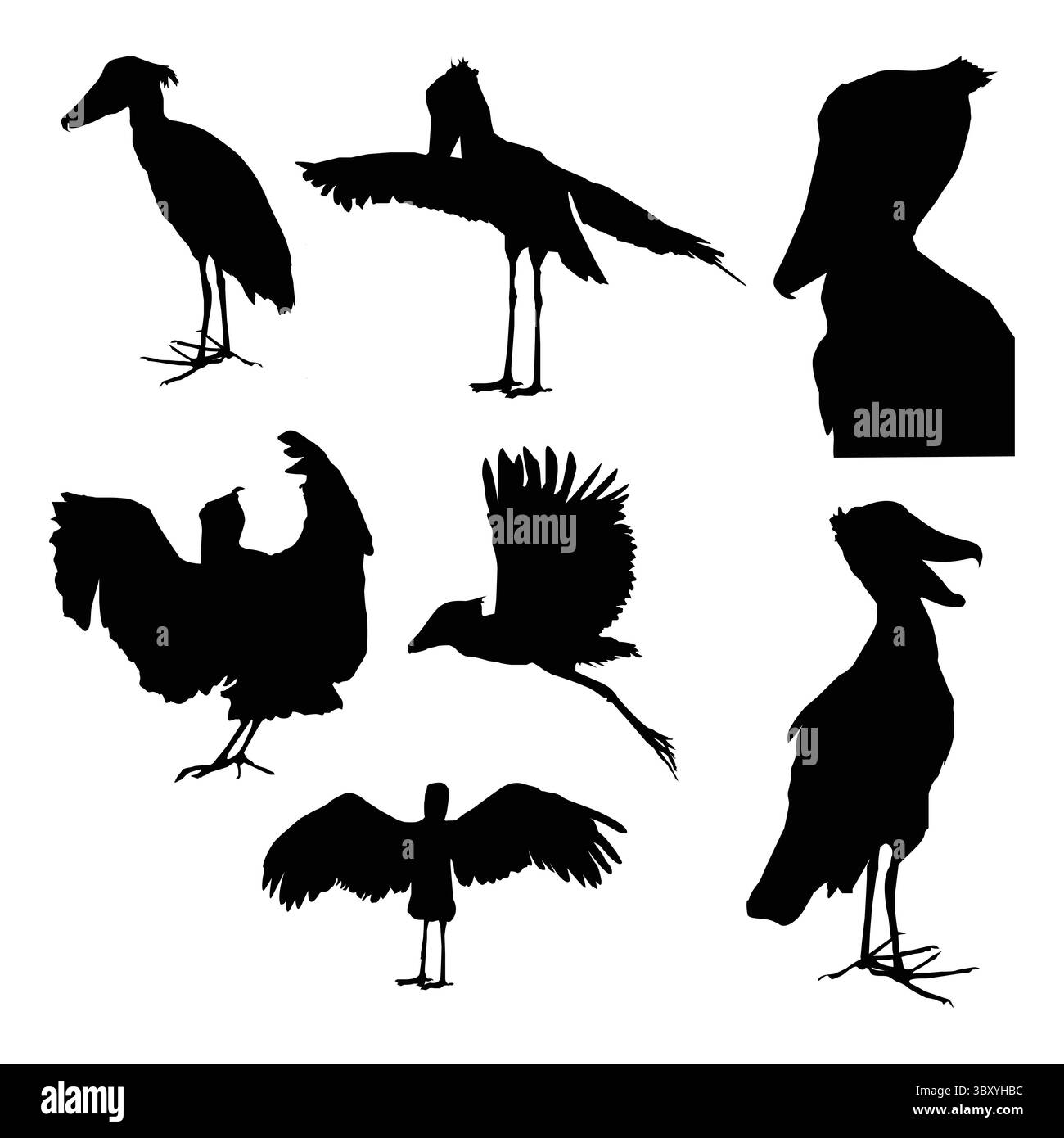 Shoebill formes d'oiseaux avec illustration vectorielle de fond blanc Illustration de Vecteur