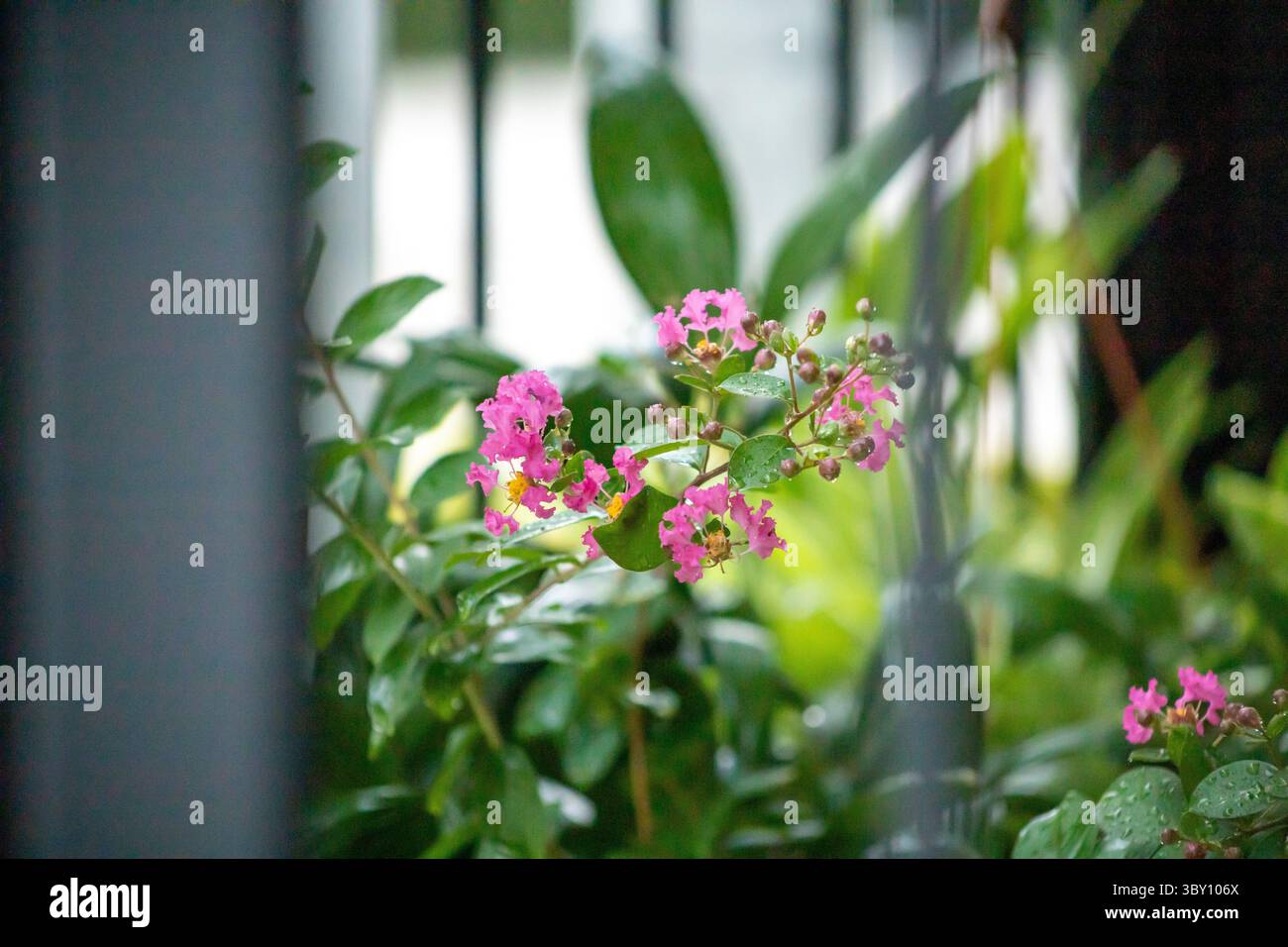 La fleur de Crapa ou fleur de myrte de Crapa commune dans une maison Banque D'Images