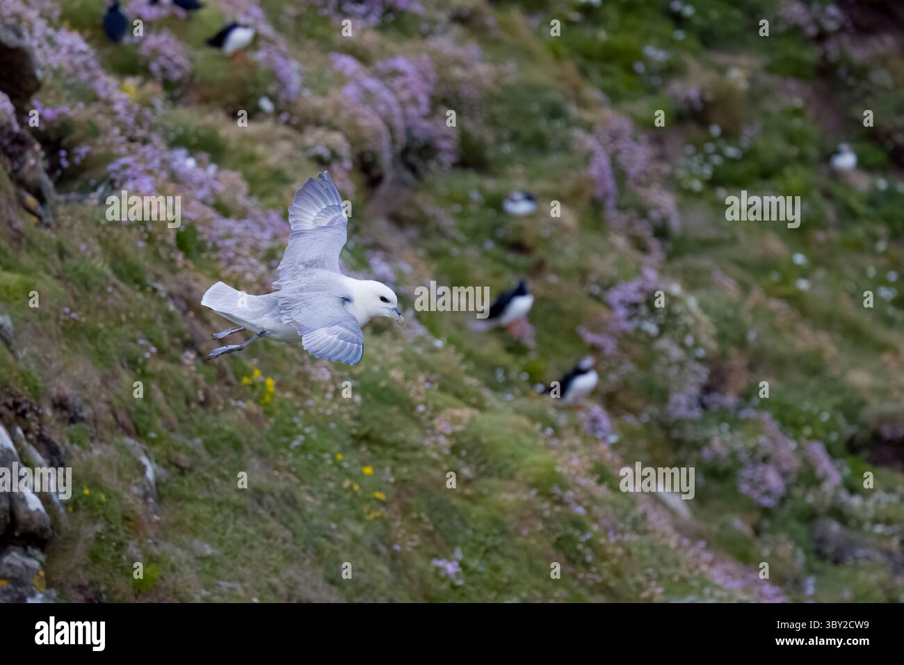 Northern Fulmar en vol sur Mainland Shetland Scotland Banque D'Images