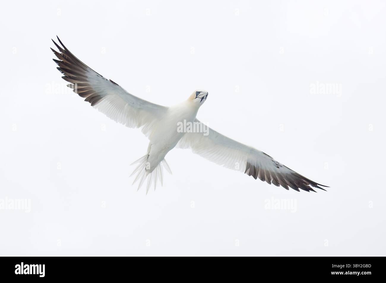 Gannet en vol sur les Shetland en Écosse Banque D'Images