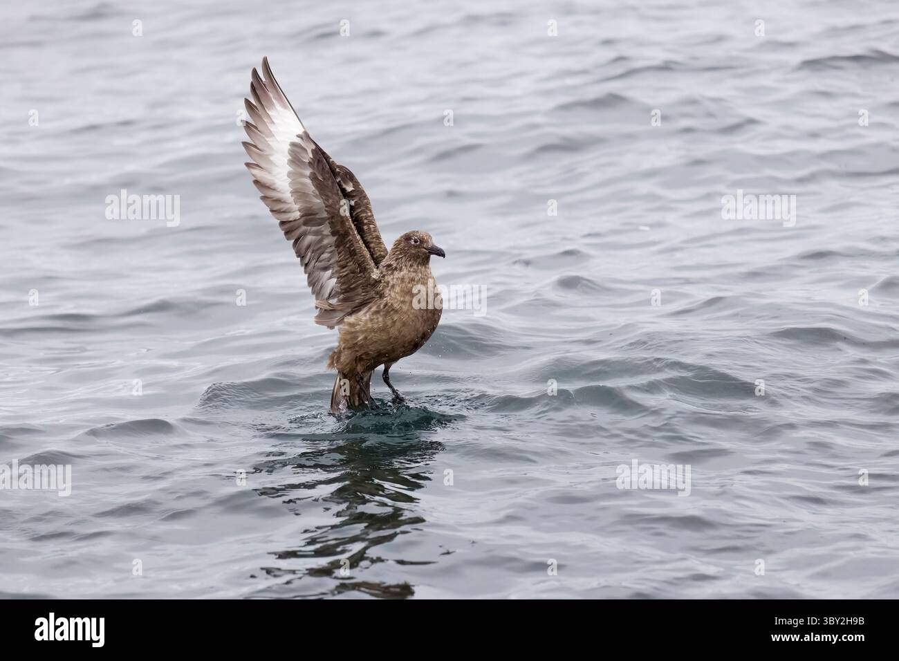 Great Skua battant ses ailes dans la mer près de Noss Island Shetland Écosse Banque D'Images