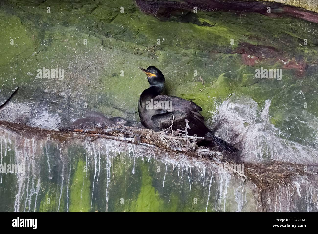 Juvénile de Shag commun dans les Shetland continentaux Banque D'Images