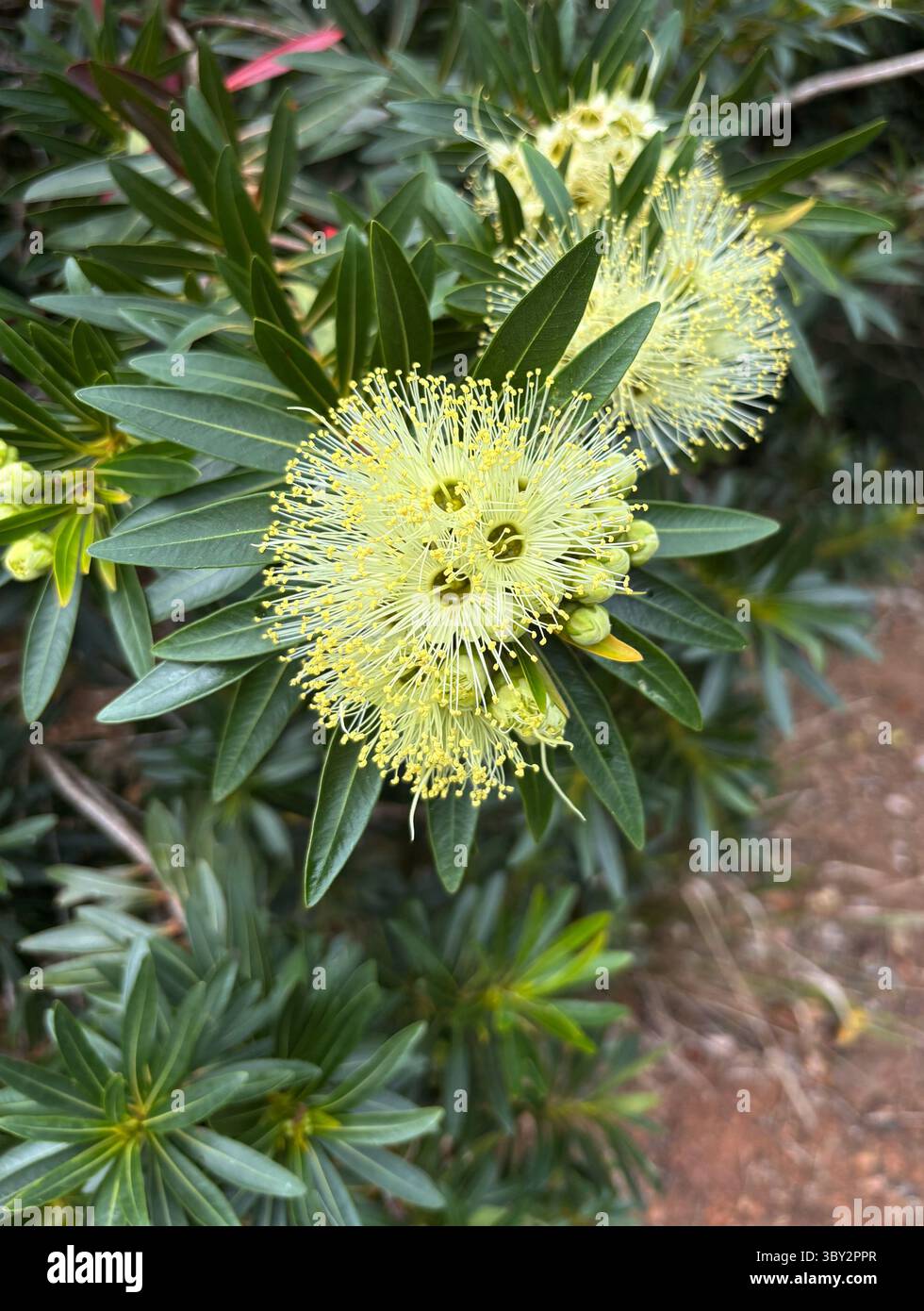 Floraison Bloomfield penda (Xanthostemon verticillatus), Cairns, Queensland, Australie - Image de stock capturée avec un smartphone