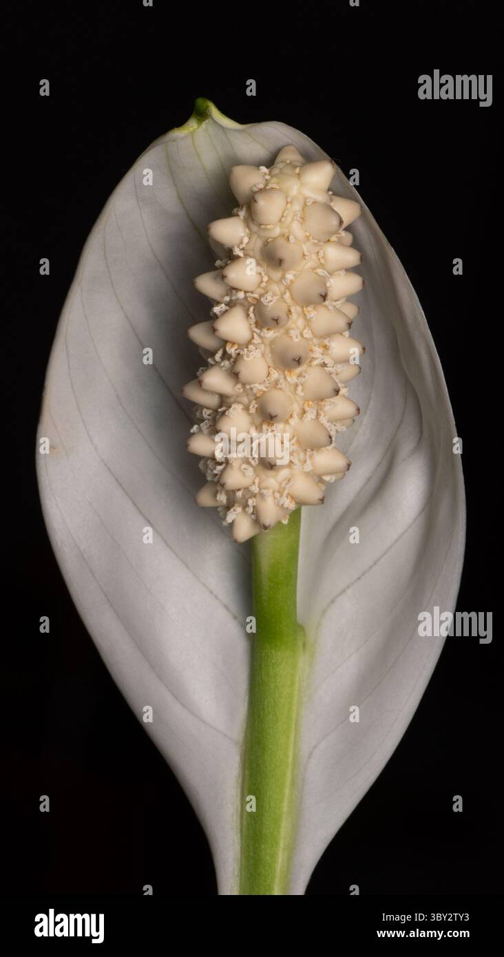 La fleur d'un lis de paix avec fond sombre. Photo de haute qualité Banque D'Images