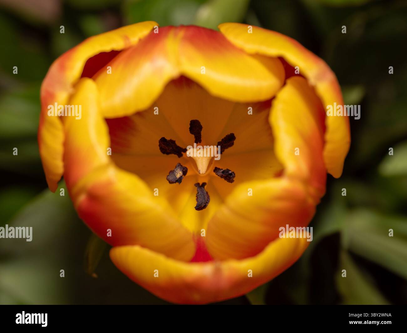 Le centre d'une tulipe unique avec bokeh. Photo de haute qualité Banque D'Images