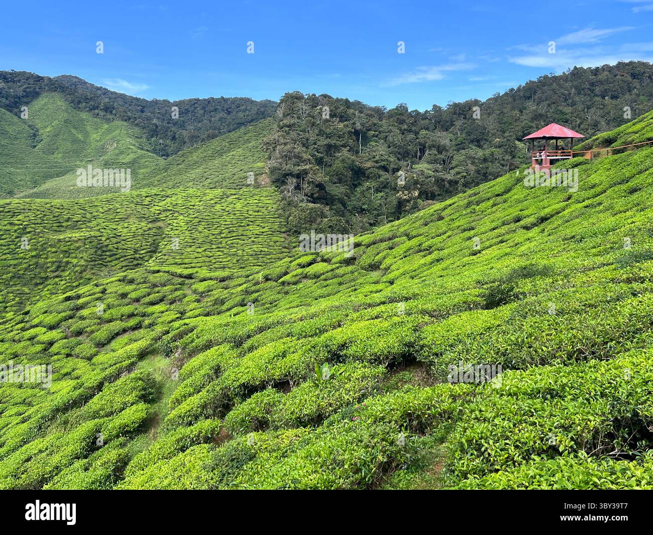 La plantation de thé dans les Cameron Highlands, Malaisie Banque D'Images