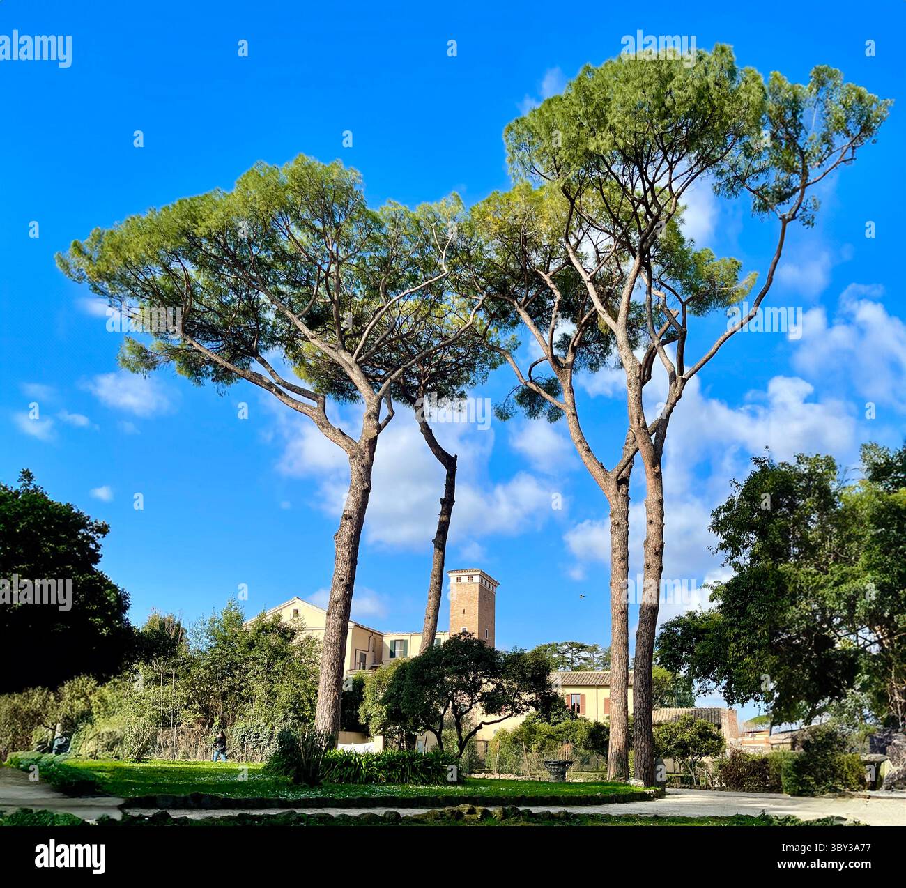 PIN de pierre (Pinus pinea), à Rome, Italie Banque D'Images