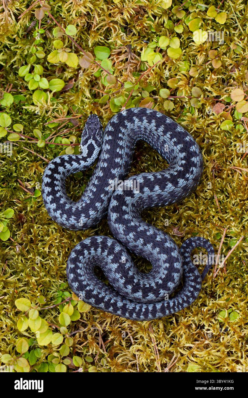 Adder, Vipera berus, variante de couleur grise, femelle, Dalarna, Suède Banque D'Images