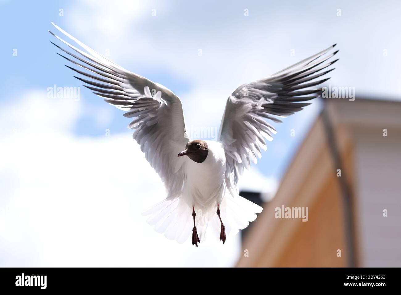 Mouette noir battant Banque D'Images