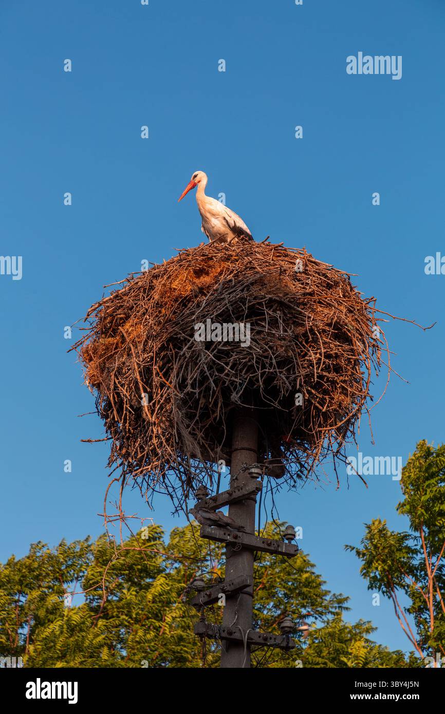 Cigognes migratrices reposant sur leur nid au sommet d'un poteau dans le village de Golyazi, Nilufer, province de Bursa à Turkiye. Banque D'Images