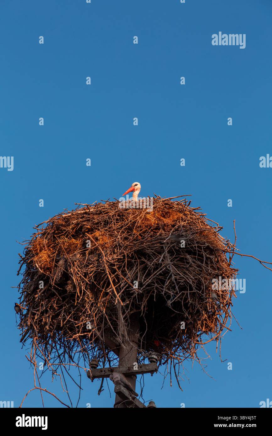 Cigognes migratrices reposant sur leur nid au sommet d'un poteau dans le village de Golyazi, Nilufer, province de Bursa à Turkiye. Banque D'Images