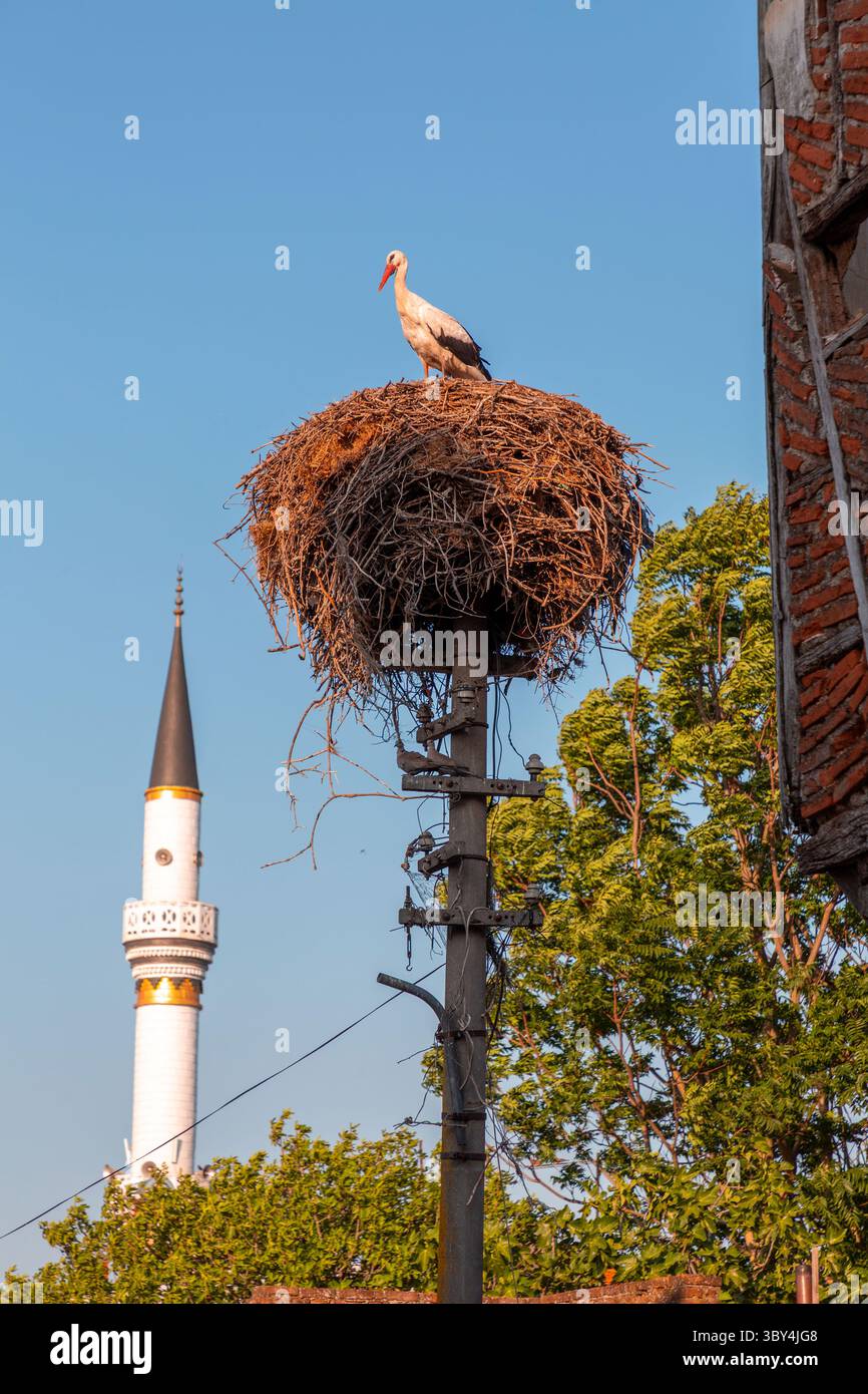 Cigognes migratrices reposant sur leur nid au sommet d'un poteau dans le village de Golyazi, Nilufer, province de Bursa à Turkiye. Banque D'Images