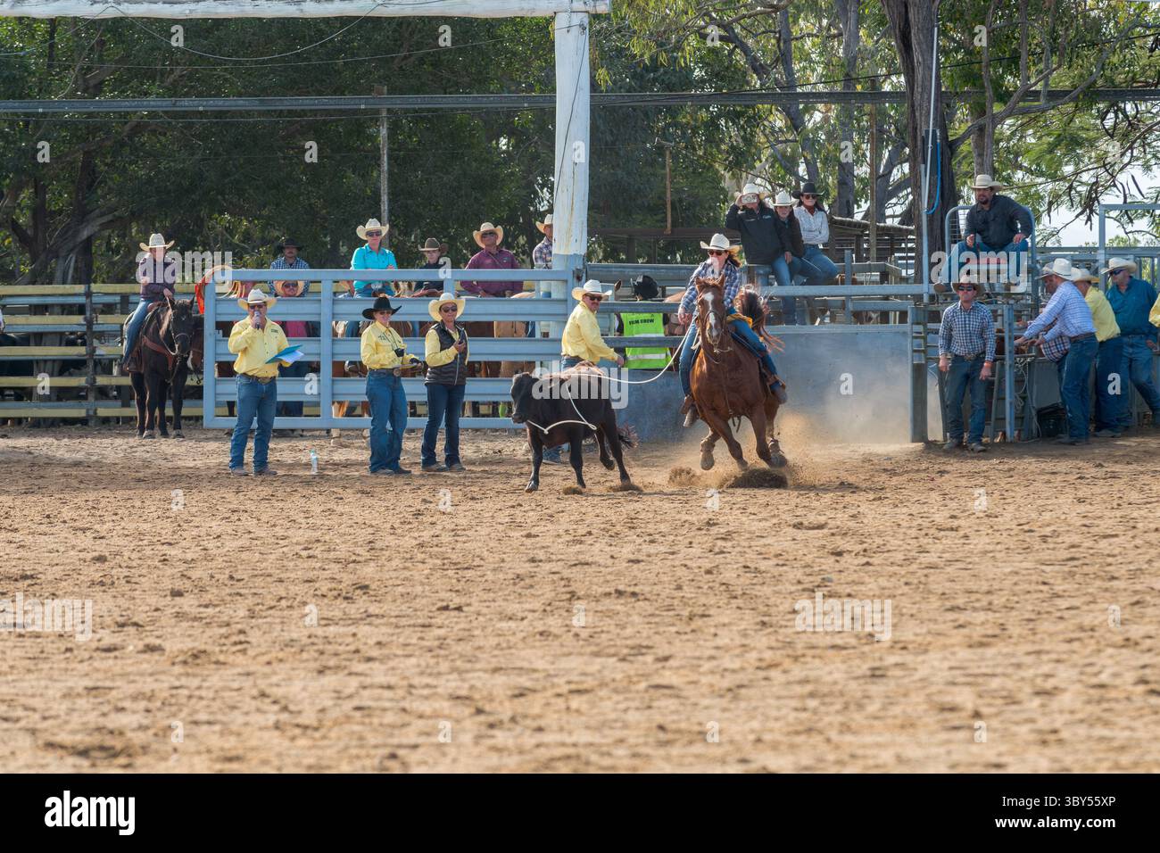 Vue d'action d'un concurrent de cow-girl en plein vol avec lasoo en plein air entourant la tête du mollet en cours d'exécution tandis que les juges et les spectateurs évaluent la course. Banque D'Images