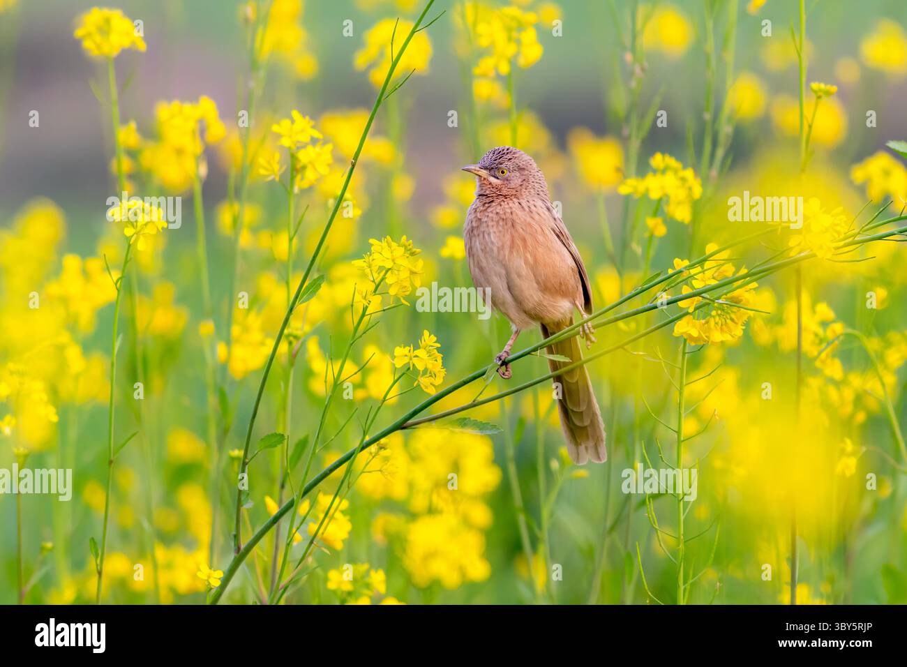 Le babbler strié est une espèce d'oiseau de la famille des Leiothrichidae. On le trouve dans le sud de l'Asie, du Pakistan au Myanmar. Banque D'Images