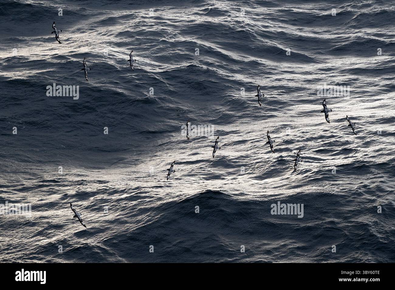 Les pétrels du Cap volent bas au-dessus des vagues alors qu'ils escortent un navire de croisière d'expédition traversant le passage de Drake, entre la pointe sud de l'Amérique du Sud et Banque D'Images