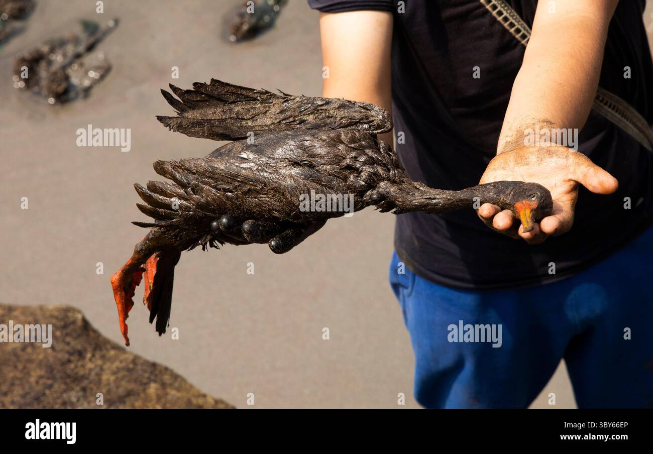 19 janvier 2022, Callao, Pérou : un volontaire porte un oiseau mort après un déversement de pétrole, sur la plage de Cavero dans le district de Ventanilla à Callao. Environ 6 000 barils (159 litres chacun) de pétrole se sont déversés lors du déchargement d'un pétrolier à la raffinerie de la Pampilla appartenant à la compagnie énergétique espagnole Repsol. (Crédit image : © Mariana Bazo/ZUMA Press Wire) Banque D'Images