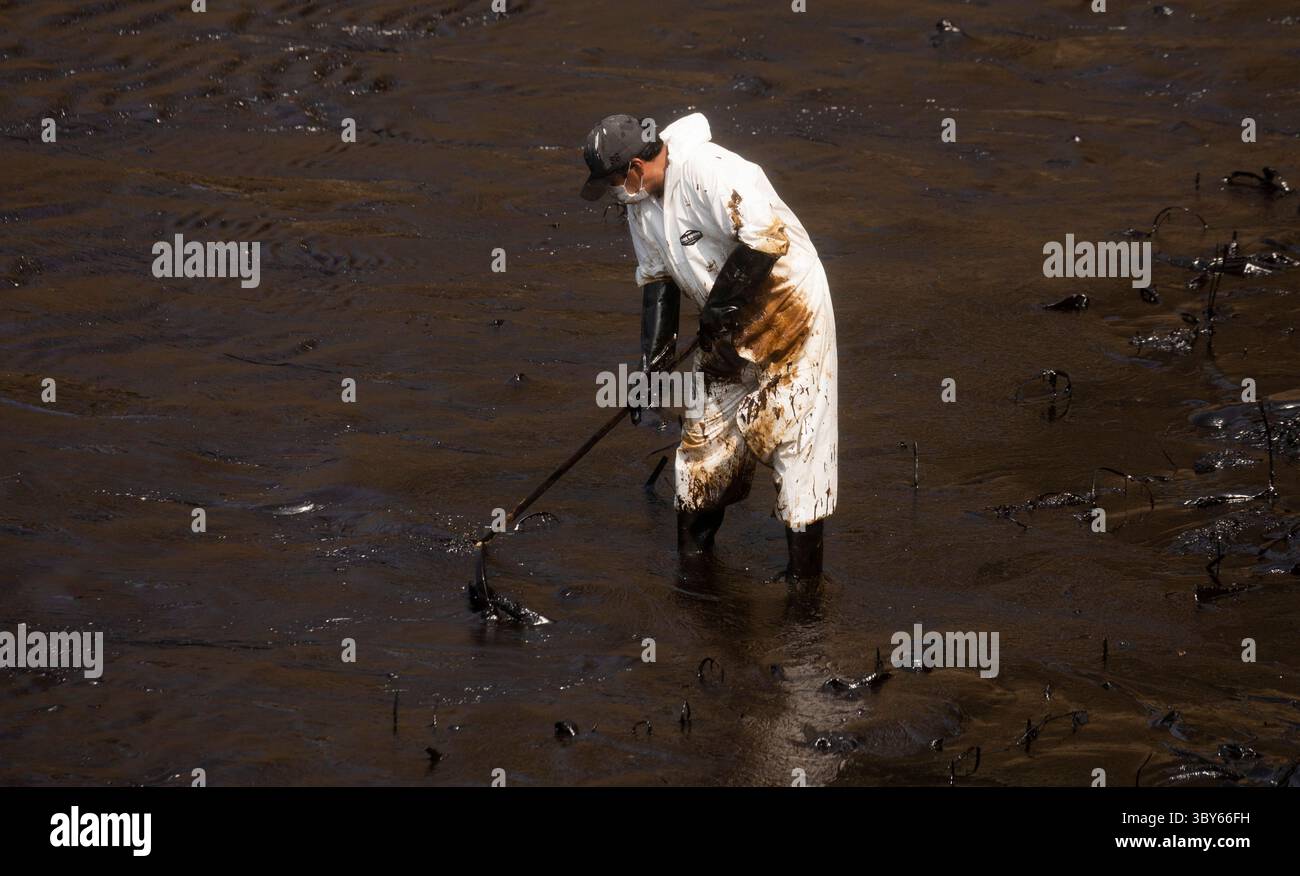 19 janvier 2022, Callao, Pérou : les travailleurs nettoient après un déversement de pétrole, sur la plage de Cavero dans le district de Ventanilla à Callao. Environ 6 000 barils (159 litres chacun) de pétrole se sont déversés lors du déchargement d'un pétrolier à la raffinerie de la Pampilla appartenant à la compagnie énergétique espagnole Repsol. (Crédit image : © Mariana Bazo/ZUMA Press Wire) Banque D'Images