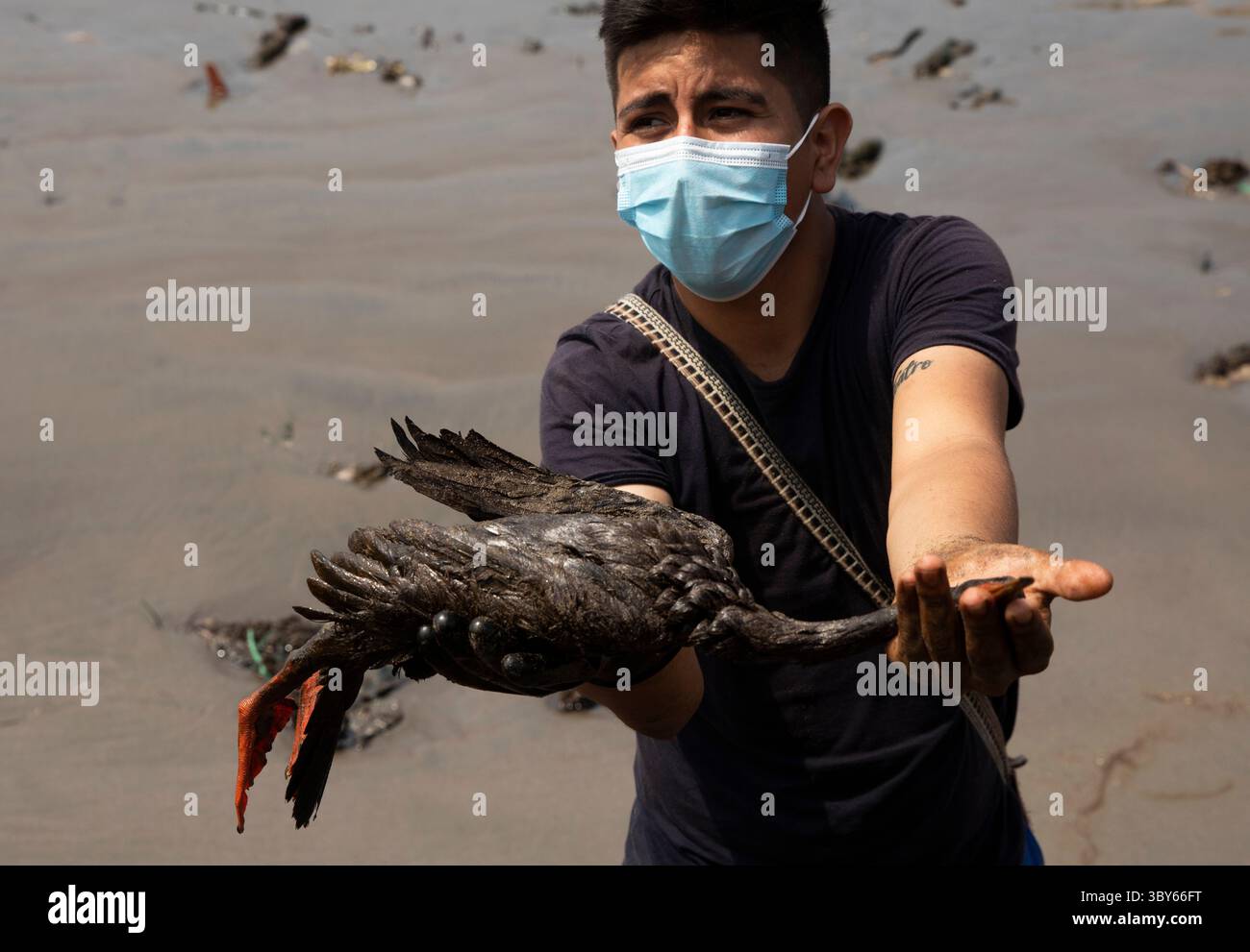 19 janvier 2022, Callao, Pérou : un volontaire porte un oiseau mort après un déversement de pétrole, sur la plage de Cavero dans le district de Ventanilla à Callao. Environ 6 000 barils (159 litres chacun) de pétrole se sont déversés lors du déchargement d'un pétrolier à la raffinerie de la Pampilla appartenant à la compagnie énergétique espagnole Repsol. (Crédit image : © Mariana Bazo/ZUMA Press Wire) Banque D'Images