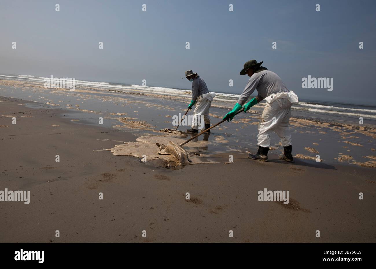 19 janvier 2022, Callao, Pérou : les travailleurs nettoient après un déversement de pétrole, sur la plage de Cavero dans le district de Ventanilla à Callao. Environ 6 000 barils (159 litres chacun) de pétrole se sont déversés lors du déchargement d'un pétrolier à la raffinerie de la Pampilla appartenant à la compagnie énergétique espagnole Repsol. (Crédit image : © Mariana Bazo/ZUMA Press Wire) Banque D'Images