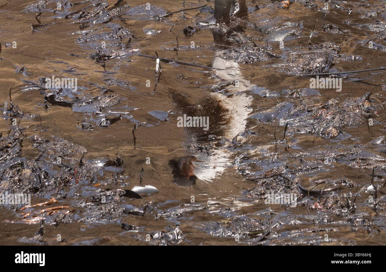19 janvier 2022, Callao, Pérou : les travailleurs nettoient après un déversement de pétrole, sur la plage de Cavero dans le district de Ventanilla à Callao. Environ 6 000 barils (159 litres chacun) de pétrole se sont déversés lors du déchargement d'un pétrolier à la raffinerie de la Pampilla appartenant à la compagnie énergétique espagnole Repsol. (Crédit image : © Mariana Bazo/ZUMA Press Wire) Banque D'Images