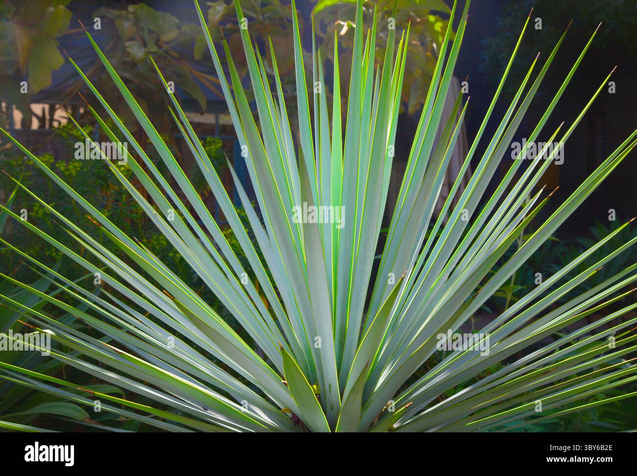 Maroc, Marrakech, Riad El-Krissi, secret Gatden, poignard espagnol, Yucca Gloriosa Banque D'Images