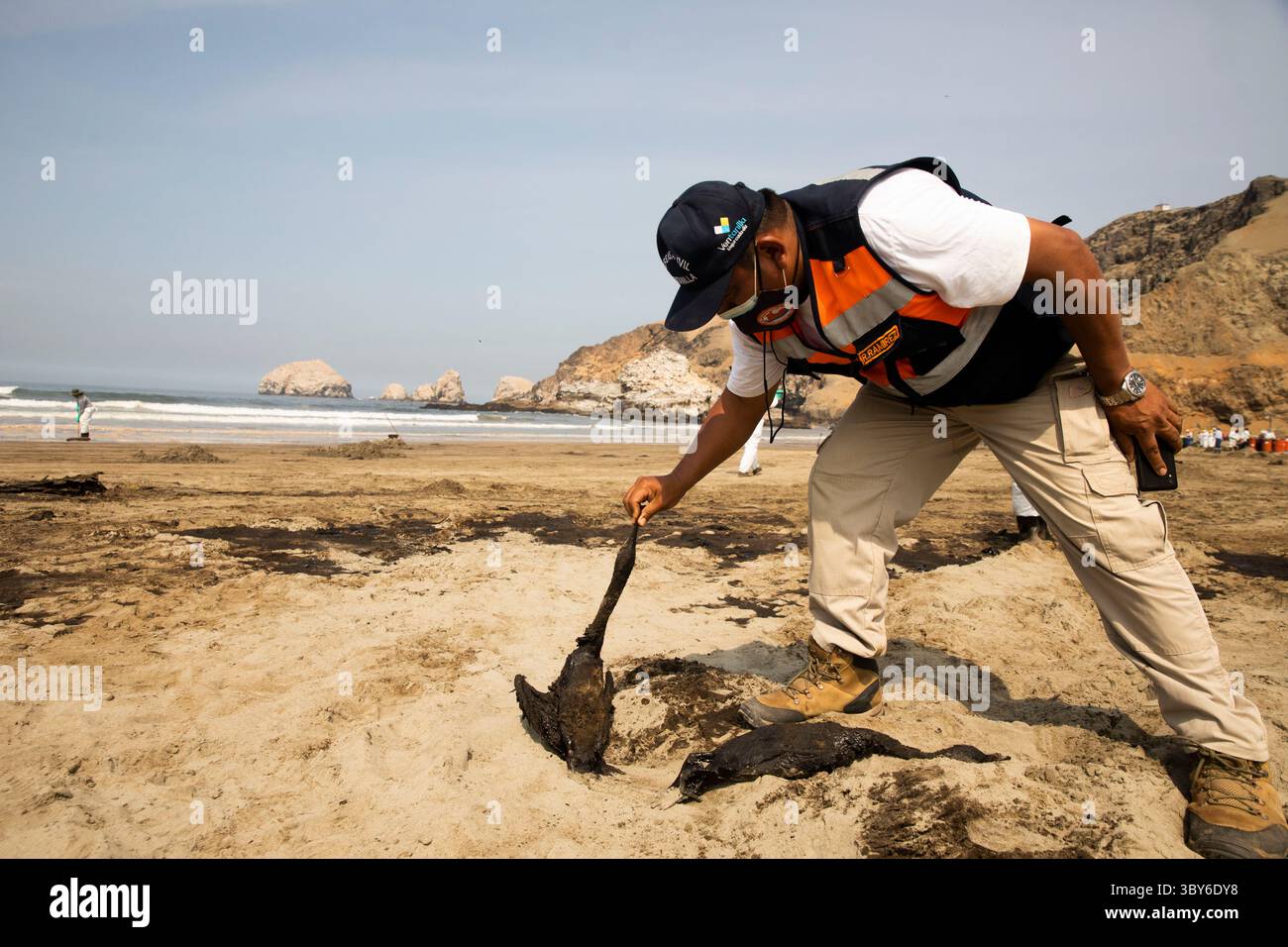 19 janvier 2022, Callao, Pérou : un ouvrier tient un oiseau mort alors qu’il nettoie après un déversement de pétrole, sur la plage de Cavero dans le district de Ventanilla à Callao. Environ 6 000 barils (159 litres chacun) de pétrole se sont déversés lors du déchargement d'un pétrolier à la raffinerie de la Pampilla appartenant à la compagnie énergétique espagnole Repsol. (Crédit image : © Mariana Bazo/ZUMA Press Wire) Banque D'Images