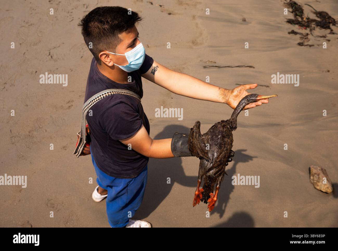 19 janvier 2022, Callao, Pérou : un volontaire porte un oiseau mort après un déversement de pétrole, sur la plage de Cavero dans le district de Ventanilla à Callao. Environ 6 000 barils (159 litres chacun) de pétrole se sont déversés lors du déchargement d'un pétrolier à la raffinerie de la Pampilla appartenant à la compagnie énergétique espagnole Repsol. (Crédit image : © Mariana Bazo/ZUMA Press Wire) Banque D'Images