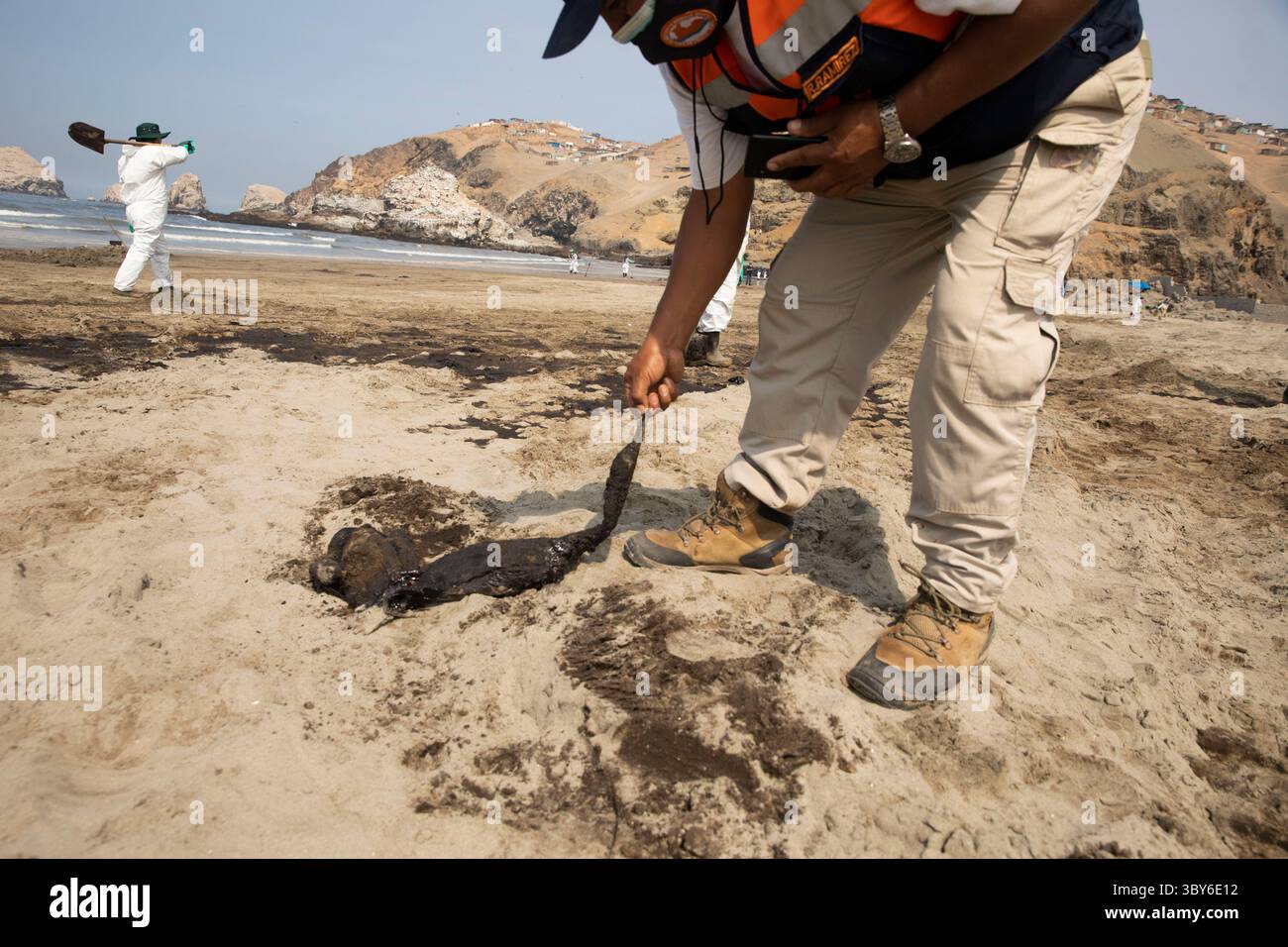 19 janvier 2022, Callao, Pérou : un ouvrier tient un oiseau mort alors qu’il nettoie après un déversement de pétrole, sur la plage de Cavero dans le district de Ventanilla à Callao. Environ 6 000 barils (159 litres chacun) de pétrole se sont déversés lors du déchargement d'un pétrolier à la raffinerie de la Pampilla appartenant à la compagnie énergétique espagnole Repsol. (Crédit image : © Mariana Bazo/ZUMA Press Wire) Banque D'Images