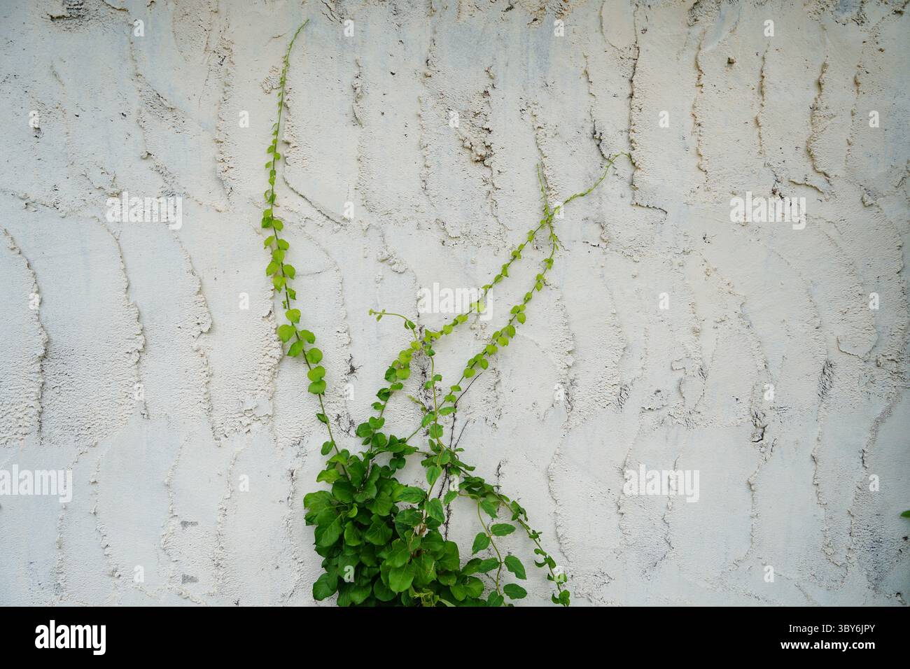 Plante grimpante avec des feuilles vertes luxuriantes sur un mur blanc texturé Banque D'Images