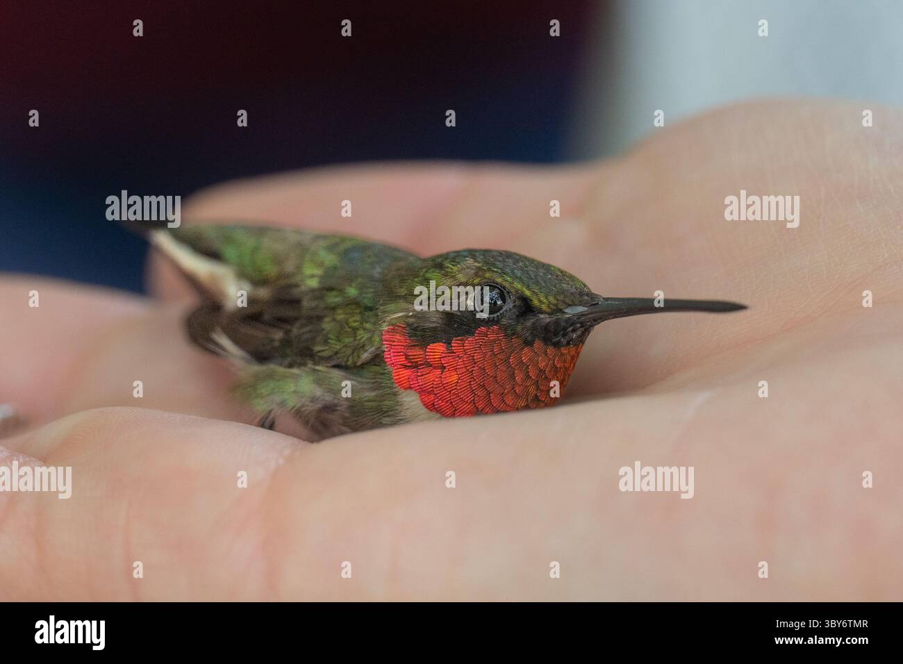 Gros plan d'un colibri à gorge rubis mâle adulte (tenu à la main pour baguer dans la réserve naturelle Banque D'Images