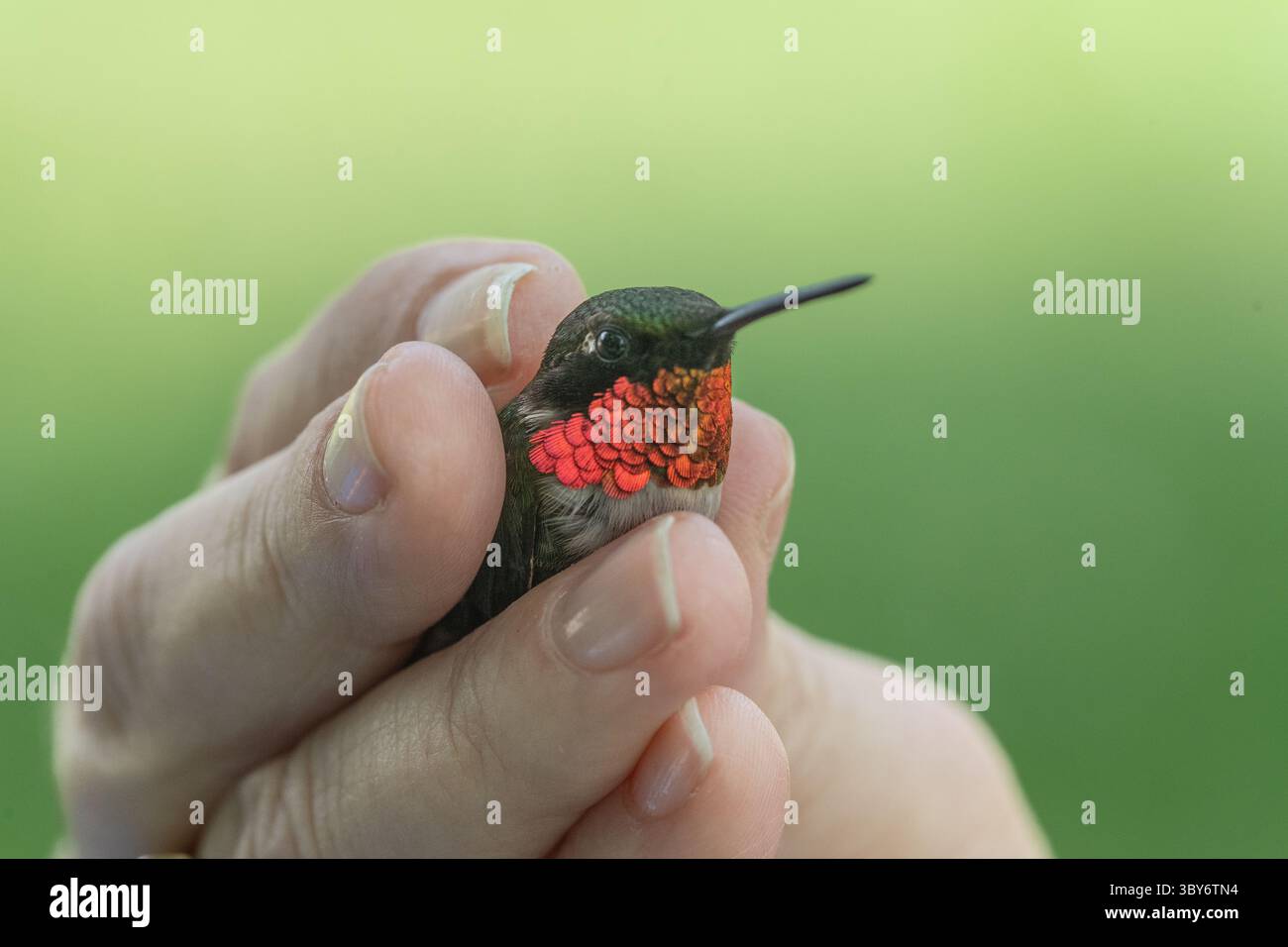 Gros plan d'un colibri adulte mâle à gorge rubis (Archilochus colubris) tenu à la main pour baguer dans la réserve naturelle Banque D'Images