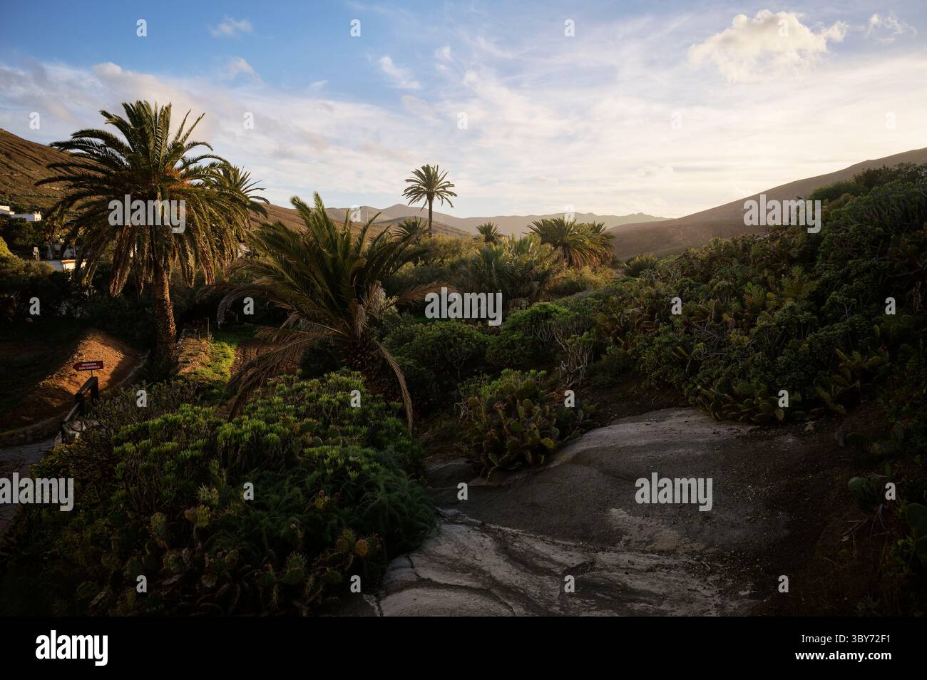 Coucher de soleil depuis Betancuria sur les cactus et les palmiers, Fuerteventura, îles Canaries, Espagne, Europe Banque D'Images