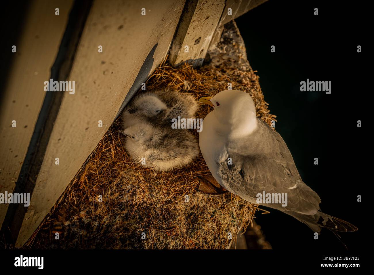 Kittiwake à pattes noires nichant sous le pont le soir doré d'été. Banque D'Images