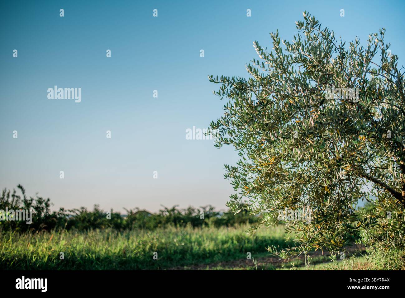 Olivier dans le jardin d'oliviers en Méditerranée Banque D'Images