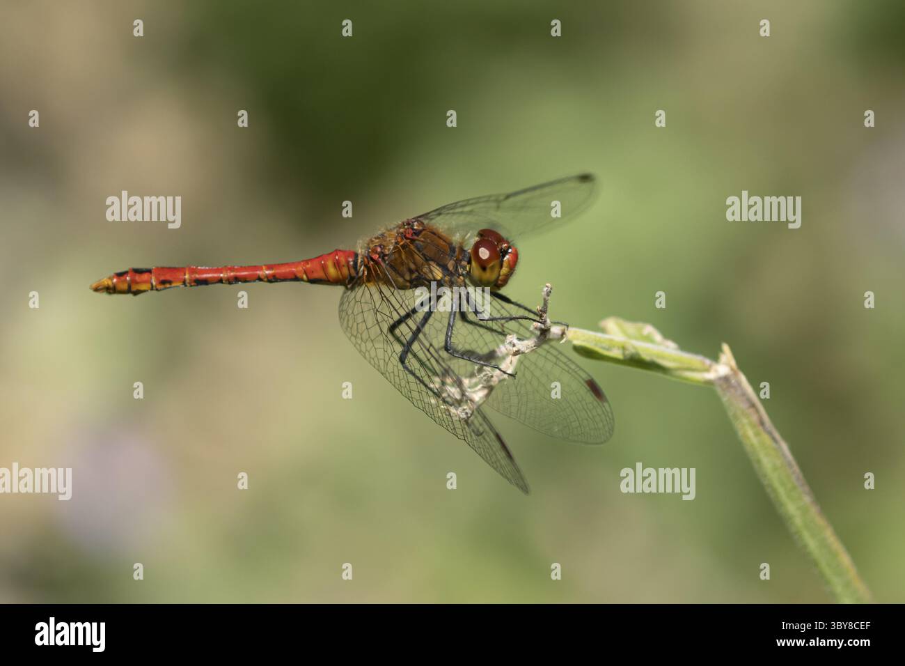 Libellule dard roux (Sympetrum sanguineum) insecte adulte reposant sur une tige de plante en été, Angleterre, Royaume-Uni Banque D'Images