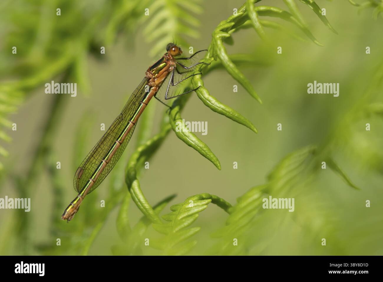 Insecte adulte Emerald Damselfly (Lestes sponsa) reposant sur une tige de plante Bracken, Angleterre, Royaume-Uni Banque D'Images