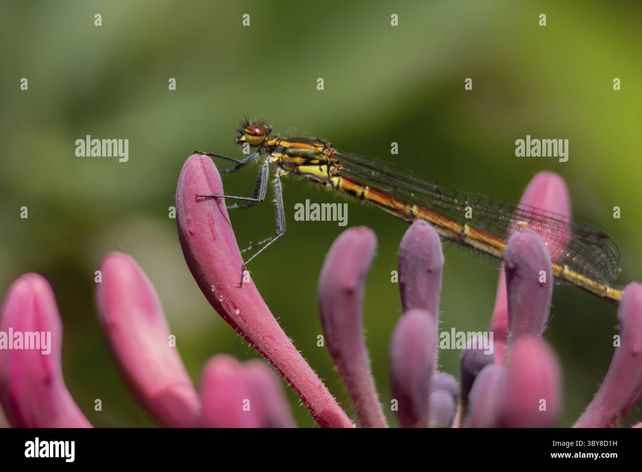 Grande mouche rouge (Pyrrhosoma nymphula) insecte adulte reposant sur une fleur de chèvrefeuille dans un jardin, Angleterre, Royaume-Uni Banque D'Images