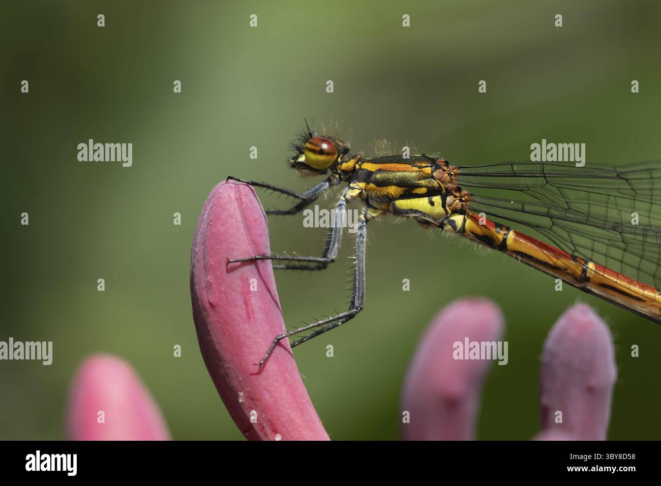 Grande mouche rouge (Pyrrhosoma nymphula) insecte adulte reposant sur une fleur de chèvrefeuille dans un jardin, Angleterre, Royaume-Uni Banque D'Images