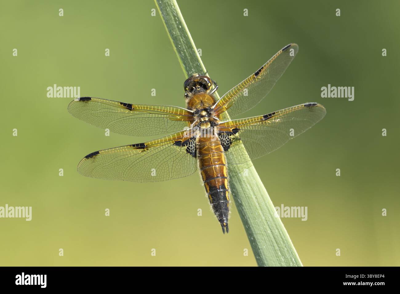 Quatre insectes adultes chasseurs tachetés (Libellula quadrimaculata) reposant sur une tige de roseau, Angleterre, Royaume-Uni Banque D'Images