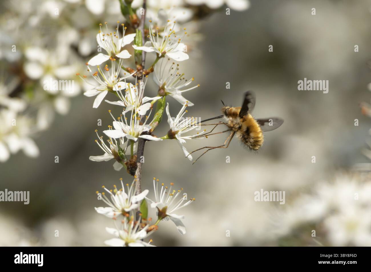 Mouche de l'abeille (Bombylius major) insecte adulte se nourrissant sur la fleur du Blackthorn au printemps, Angleterre, Royaume-Uni Banque D'Images