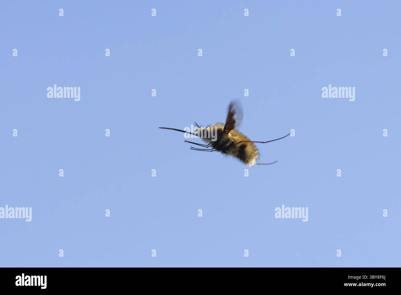 Mouche d'abeille (Bombylius major) insecte adulte volant contre un ciel bleu, Angleterre, Royaume-Uni Banque D'Images