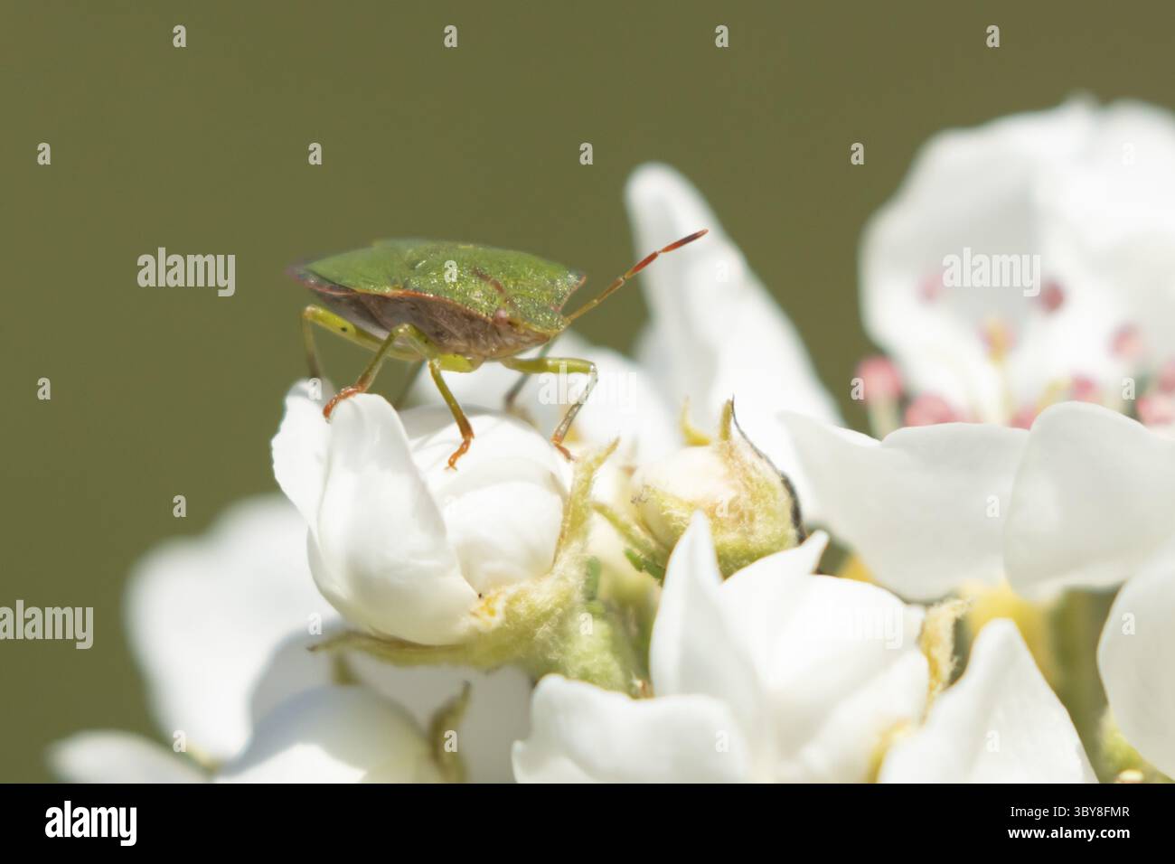 Insecte blindé de l'aubépine (Acanthosoma haemorrhoidale) insecte adulte en fleur de pommier au printemps, Angleterre, Royaume-Uni Banque D'Images