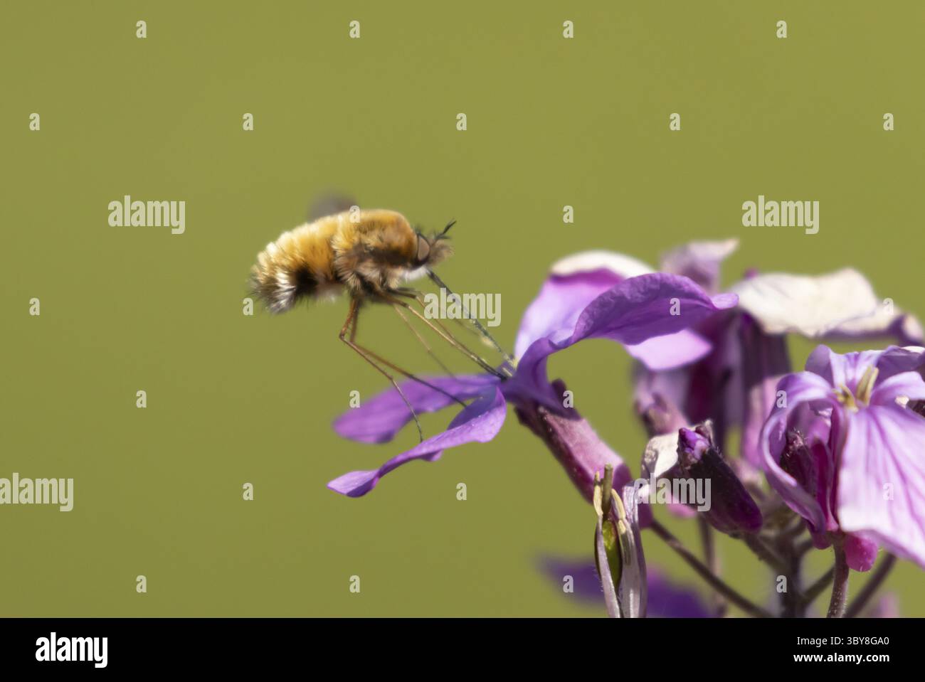 Mouche d'abeille (Bombylius major) insecte adulte se nourrissant de fleurs d'honnêteté au printemps, Angleterre, Royaume-Uni Banque D'Images
