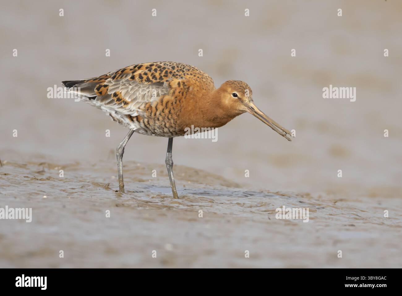 Godwit à queue noire (Limosa limosa) échassier mâle adulte dans le plumage d'été se nourrissant sur une vase côtière, Angleterre, Royaume-Uni Banque D'Images