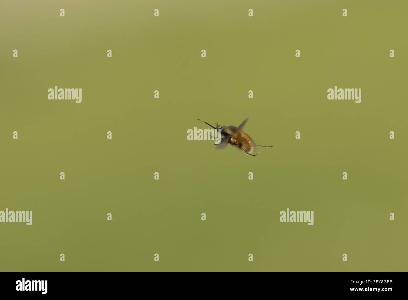 Mouche d'abeille (Bombylius major) adulte volant, Angleterre, Royaume-Uni Banque D'Images