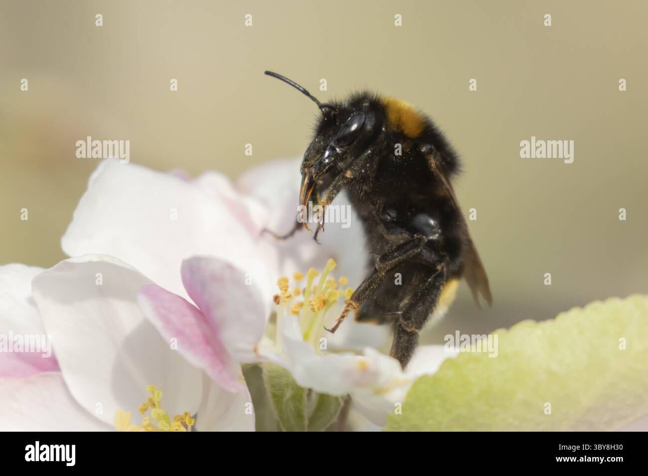 Buff Tail Buff (Bombus terrestris) insecte abeille adulte se nourrissant sur la fleur de pommier au printemps, Angleterre, Royaume-Uni Banque D'Images